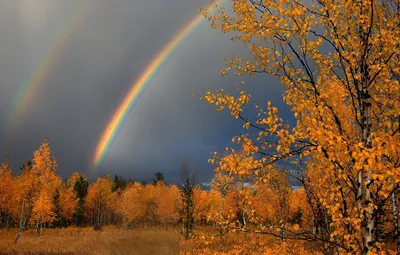 Фотография осенний дождь на Невском проспекте.. из раздела город #6132400 -  фото.сайт - sight.photo