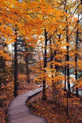 Осень – торжество последней красоты засыпающей природы — VSUonline