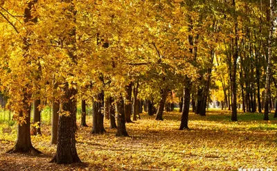 Осенний Пейзаж Осень Природа - Бесплатное фото на Pixabay - Pixabay