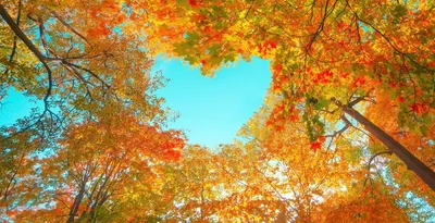 Осень Лист Осенние Листья Осенний - Бесплатное фото на Pixabay - Pixabay