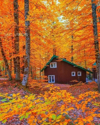 Осень на даче :: Светлана Петошина – Социальная сеть ФотоКто