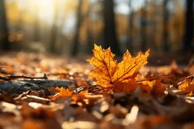 Autumn | Осень, Листья, Дача