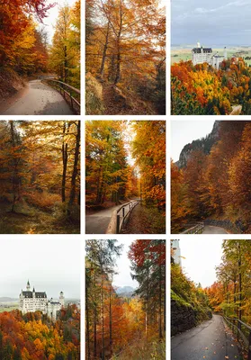Осенние картинки. Обои для телефона. Мотивация | Осенние картинки, Осенний  пейзаж, Пейзажи