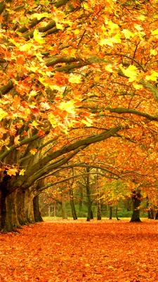 Осень, фото мобильного телефона Стоковое Изображение - изображение  насчитывающей взгляд, западно: 124348629