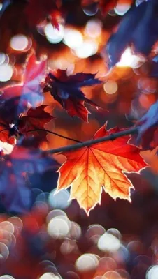 картинки : iphone, дерево, природа, лес, трава, фотография, падать, весна,  Зеленый, Телефон, Осень, время года, Сотовый телефон, образ, естественная  среда 3000x2000 - - 21965 - красивые картинки - PxHere