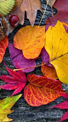 Осенние картинки. Обои для телефона. Осенний лес | Осенние картинки, Туризм  цитаты, Пейзажи