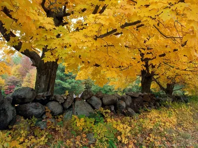 Осень в картинках для детского сада фотографии