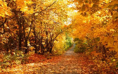 Ранняя осень в лесу :: Игорь Сикорский – Социальная сеть ФотоКто