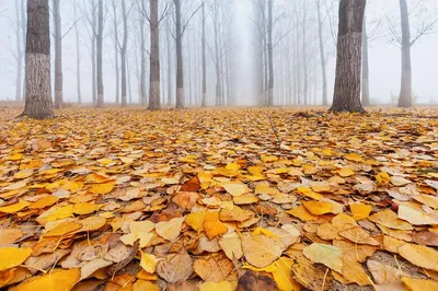 Рисунок осень в лесу - 72 фото