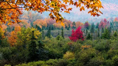 Раскраска Осень в лесу распечатать или скачать