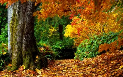 Осенний лес... фото прогулка. -\"Деревья стояли и смотрели на осень...\"
