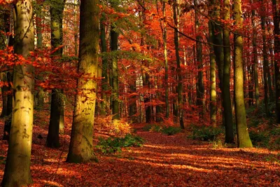 Красивая Осень | ЗОЛОТАЯ ОСЕНЬ | ОСЕНЬ, Осенний Лес | Красивая Природа для  Души, для Релаксации — Видео | ВКонтакте