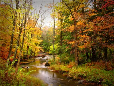 Идеи для фото осенью в лесу | Пару осенних фотографии, Осенние портреты,  Осенние фотографии