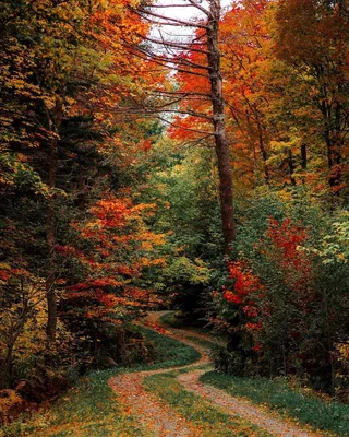Осенний пейзаж, грунтовая дорога в лесу | Премиум Фото