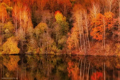 Лес осенью (85 фото) - 85 фото