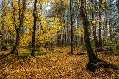 Осень в лесу - картина на Мольберт | Картины, Художники, Картины пейзажа