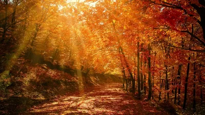 Осенний лес. Беларусь, Гомельский район, 2019 — Фото №1315201
