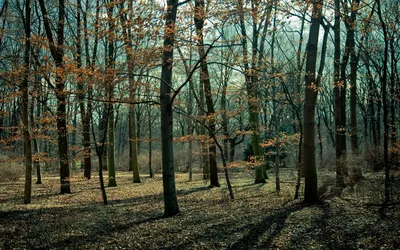 Картинки saeed younesi, природа, осень, лес, ручей, камни, листья - обои  1280x1024, картинка №251952