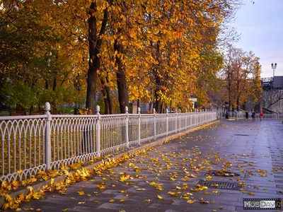 Фотосессия Золотая осень в Москве — фото с детьми и романтические сюжеты от  фотографа
