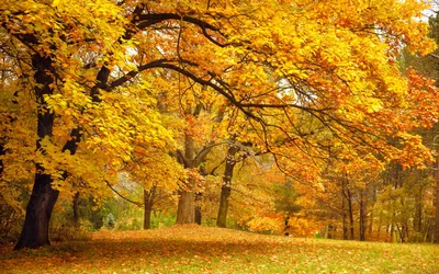 Прекрасный осенний парк Осень в Москве Падение деревьев и листьев Альбомная  осень Парк в осени Лес осени Стоковое Изображение - изображение  насчитывающей красивейшее, пейзаж: 160011441