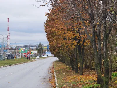 Ночь на 9 ноября в Петербурге стала самой холодной с начала осени