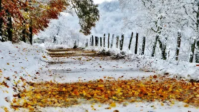 Фото жизнь - Елена Пав - корневой каталог - Рыжая осень . Ноябрь .