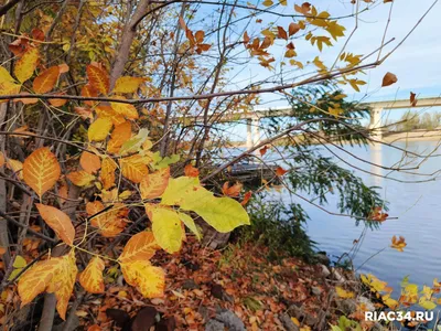 🍂Время почувствовать себя ребенком и поваляться в листьях. Только  посмотрите на эту красоту!! #осень #ноябрь #красивыйноябрь… | Instagram