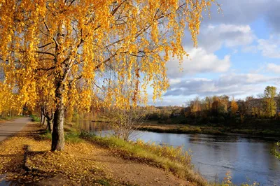 Осенняя береза, автор Сунгатов Анвар Шаукатович