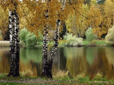 Осенняя береза - красивые фото