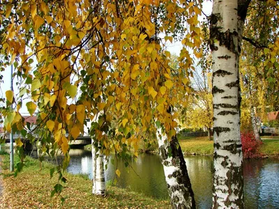 Осенняя красавица — береза» — Музей — заповедник \"Мариинск исторический\"