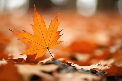 Съедобная картинка №23. Осенние листья | sweetmarketufa.ru