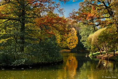 осенние листья осенняя листва, осень, время года, дерево фон картинки и  Фото для бесплатной загрузки