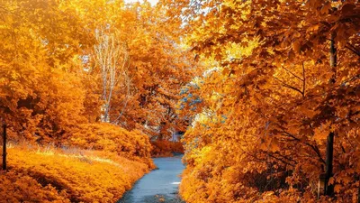 Осенние листья на машине стоковое фото. изображение насчитывающей падение -  162613094