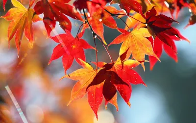 Летающие Осенние Листья — стоковые фотографии и другие картинки Осень -  Осень, Падать, Фоновые изображения - iStock