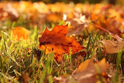листья осенние лежат на столе фоновое изображение Stock Photo | Adobe Stock