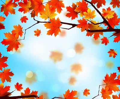 осень осенние листья обои, осень, время года, ответвляться фон картинки и  Фото для бесплатной загрузки