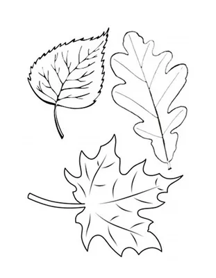 Цвет осенних листьев, осень, белый, клен, лист png | Klipartz
