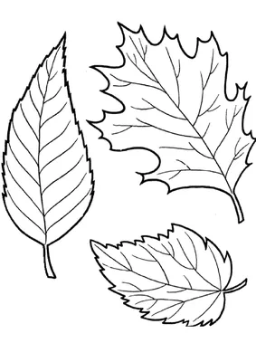 черно-белые линии искусства осенние листья фоны, png | PNGWing
