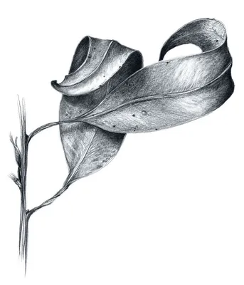 Картинки листья осенние черно белая (65 фото) » Картинки и статусы про  окружающий мир вокруг