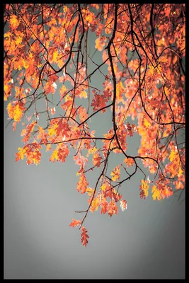Осенние листья. Бесшовный узор. Вектор (2) - Ozero - российский фотосток