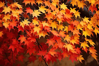 Красивые осенние листья в качестве фона :: Стоковая фотография ::  Pixel-Shot Studio