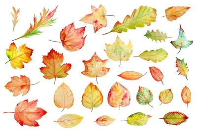 Осенние листья, рама, иллюстрации, вектор, Иллюстрация вектора -  иллюстрации насчитывающей красно, падение: 197652196
