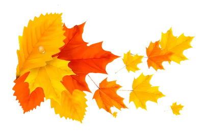 Лучшие идеи (470) доски «Осенние листья» в 2023 г | осенние листья, листья,  осень