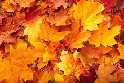 Яркие осенние листья - 61 фото