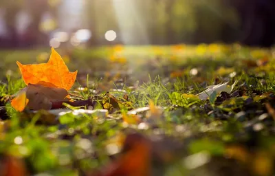 Что делать с опавшими осенними листьями - полезные советы | РБК Украина
