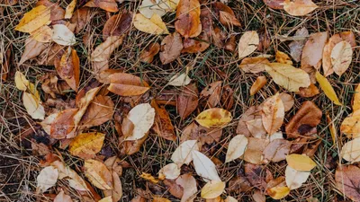 Цвет осенних листьев, осенние листья, клен, лист, кленовый лист png |  PNGWing