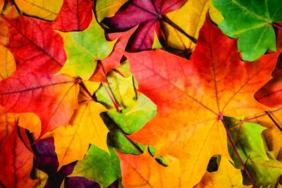 Осенние Листья Клена И Дуба — стоковые фотографии и другие картинки Цвет осенних  листьев - Цвет осенних листьев, Падать, Осень - iStock