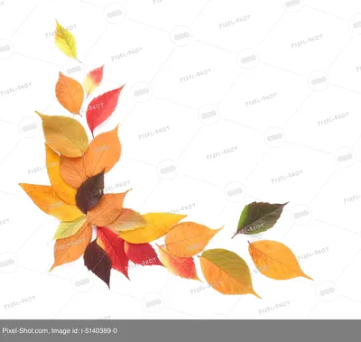 Листья Осенние Природа - Бесплатное фото на Pixabay - Pixabay
