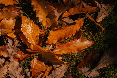 Картинки осенние листья клена - 69 фото