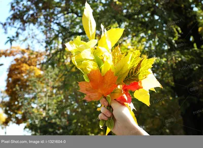 Картинки осенние листья для детей :: Карточки и картинки для детей | Осенние  деревья, Искусство работы с деревом, Осенние листья